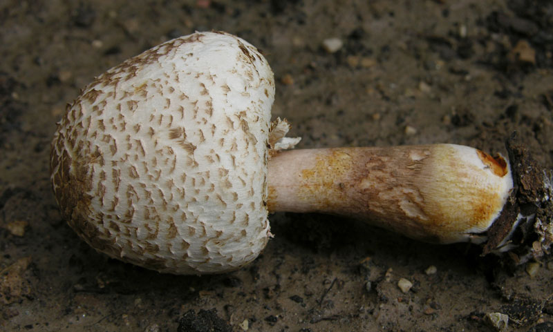 Agaricus fotog.07.07.09.